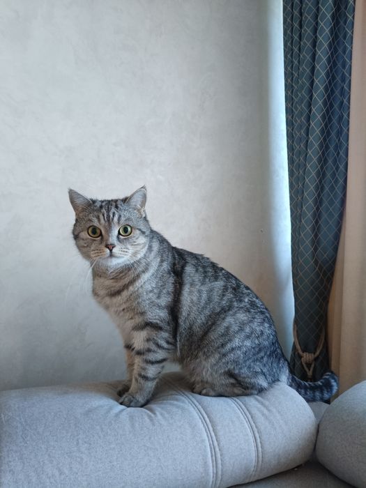 Отдам кота в добрые руки