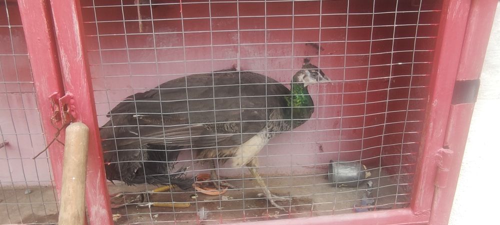 Продам павлина!!