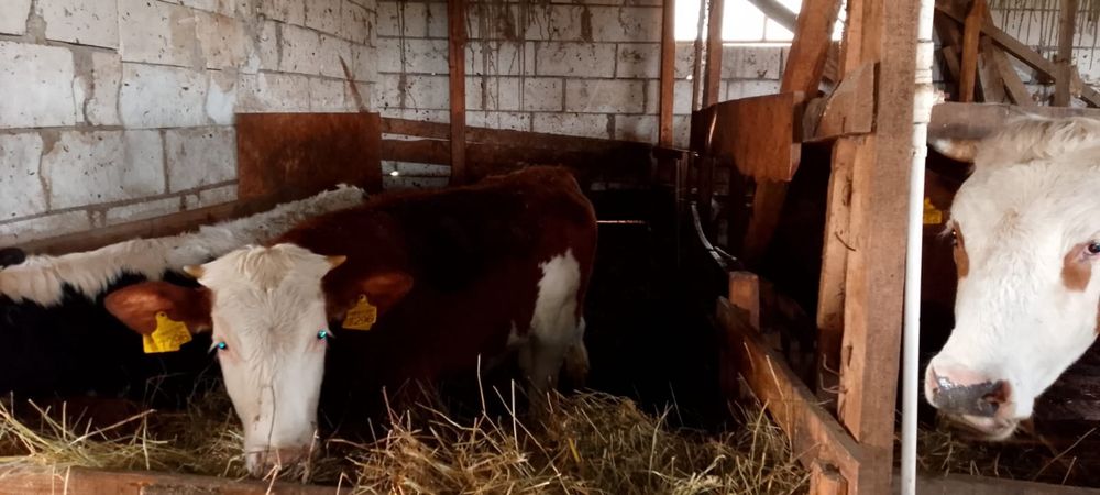 vand vaci juninci si vitele