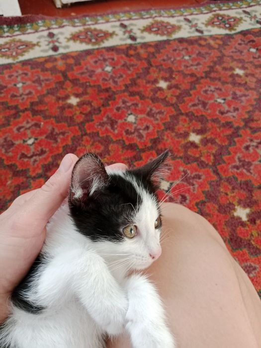 Отдам даром котят в добрые руки.
