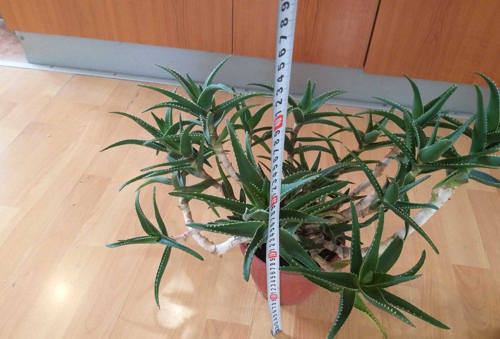 Алое с много приложения