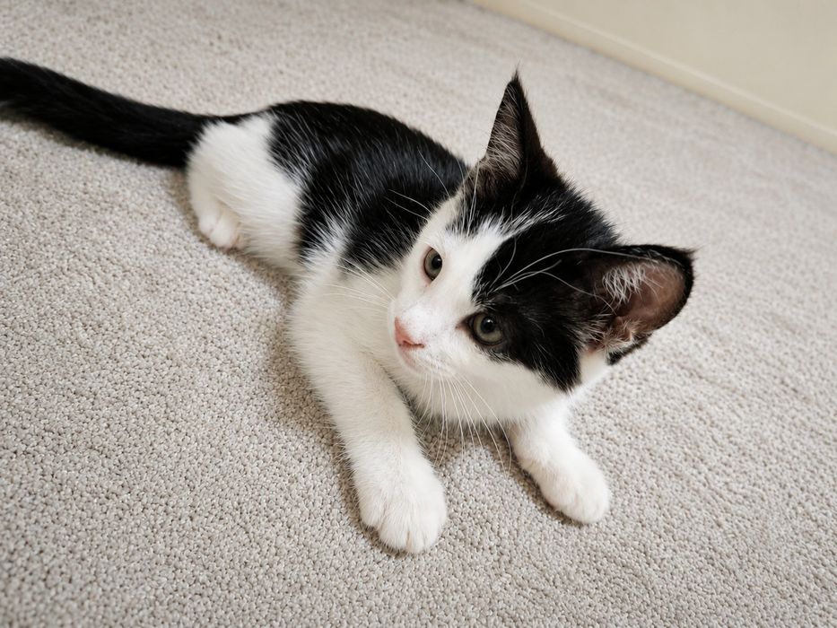 Mushuk , cat , кошка,