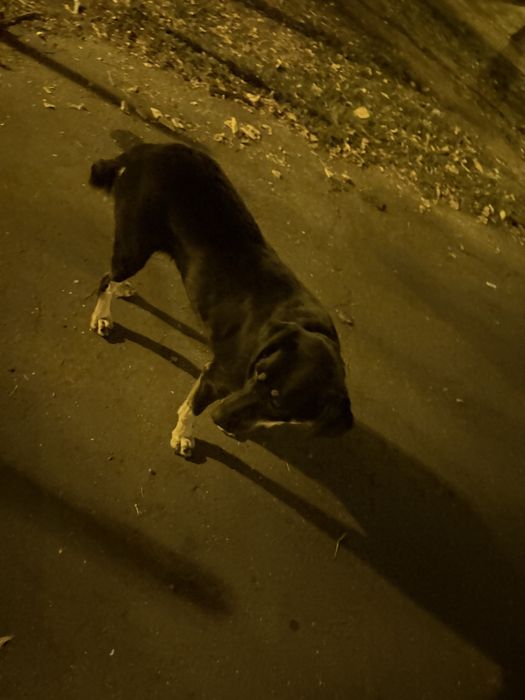 se doneaza URGENT rottweiler metis