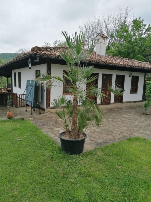 Продавам голяма палма