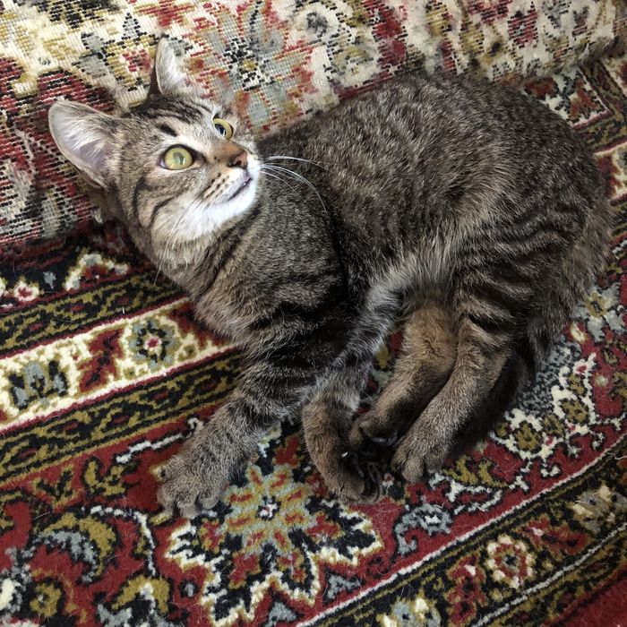 Животные . Кошки .