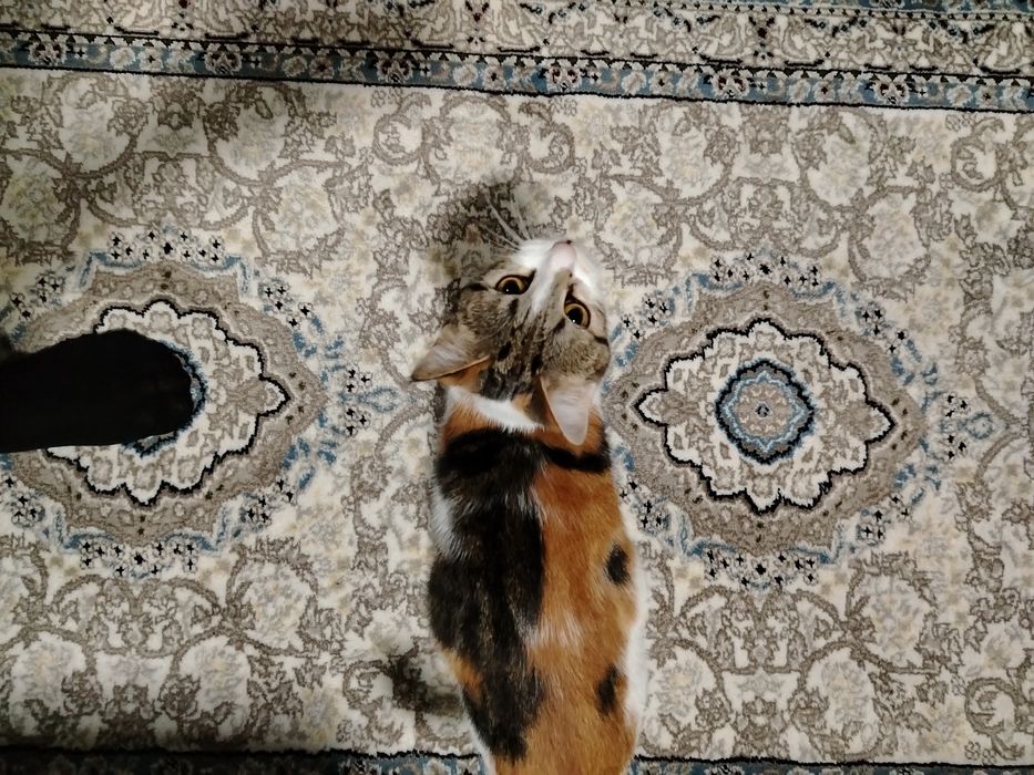 Damashni mushik berladi