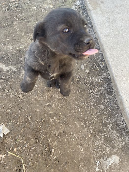 Щенок в добрые руки