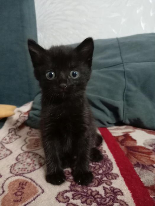 Отдам домашних котят в хорошие