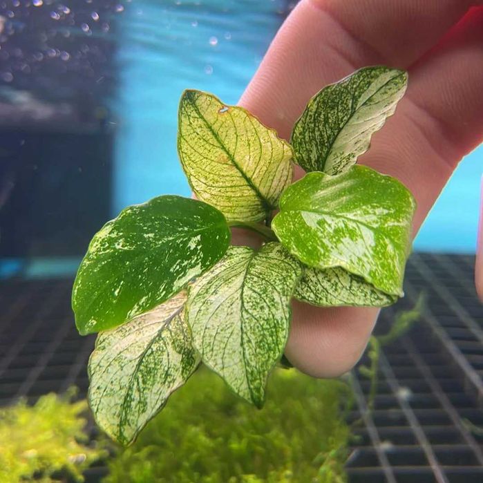 Anubias  nana Pinto – plantă rară, stoc limitat, doar 5 bucăți.