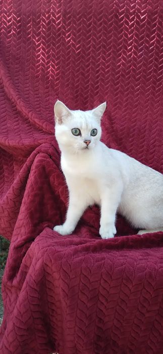 Pui pisica british shorthair chinchila silver