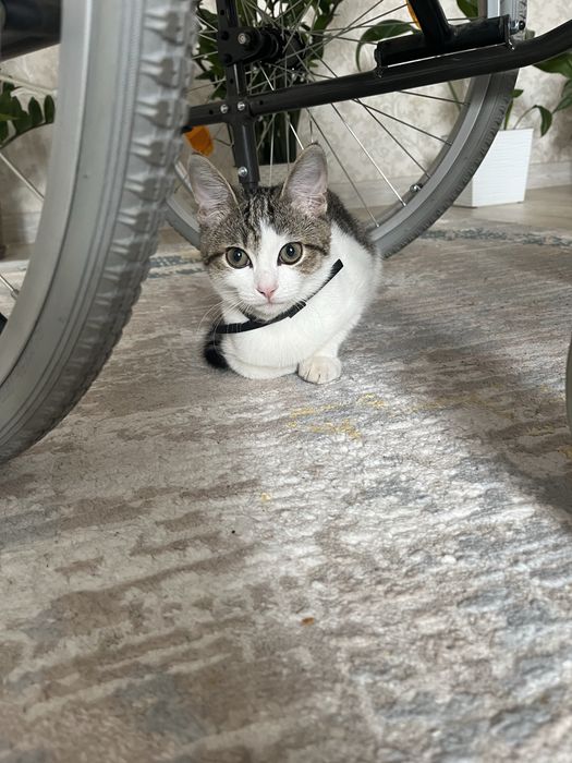 Отдам за символическую плату кота .