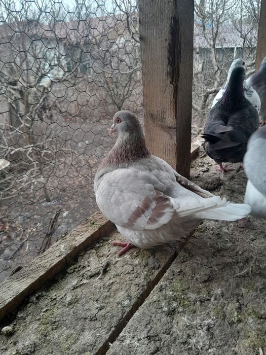 Porumbei Texani  de vanzare