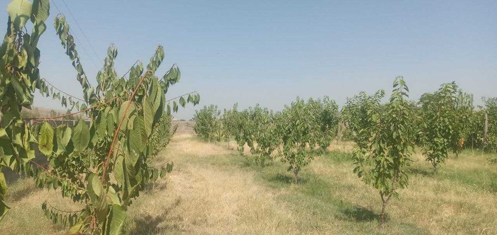 Продаю дачу 30 соток