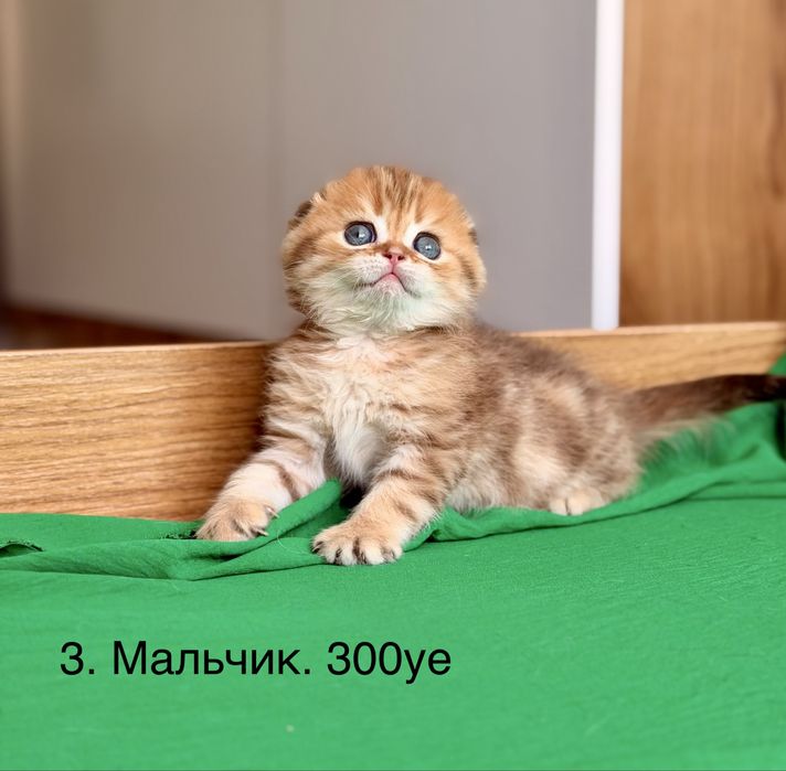 Скоттиш фолд и страйт