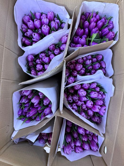 ШОК ЦЕНА ! Премиальные большие тюльпаны оптом