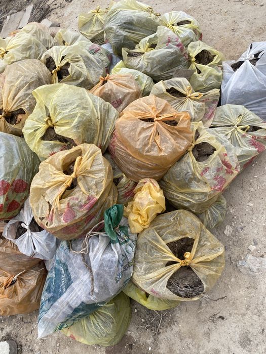 Сиыр тезегі, көң, навоз