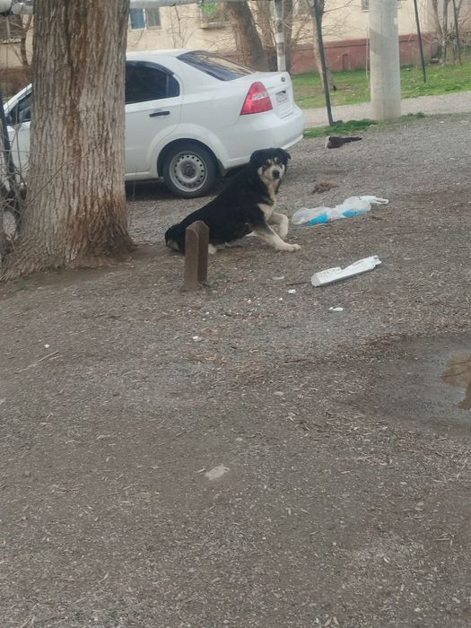 Собака добрая, умная ищет семью