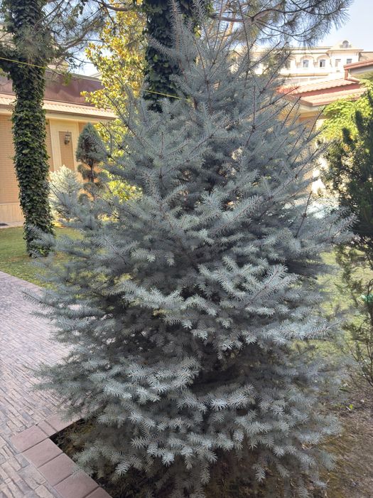 Голубая Ель, елка