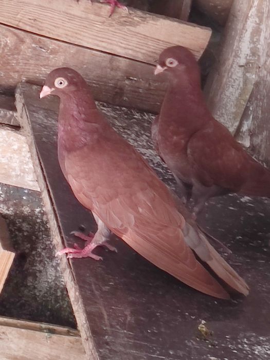 Vând  porunbei jucători de costanta