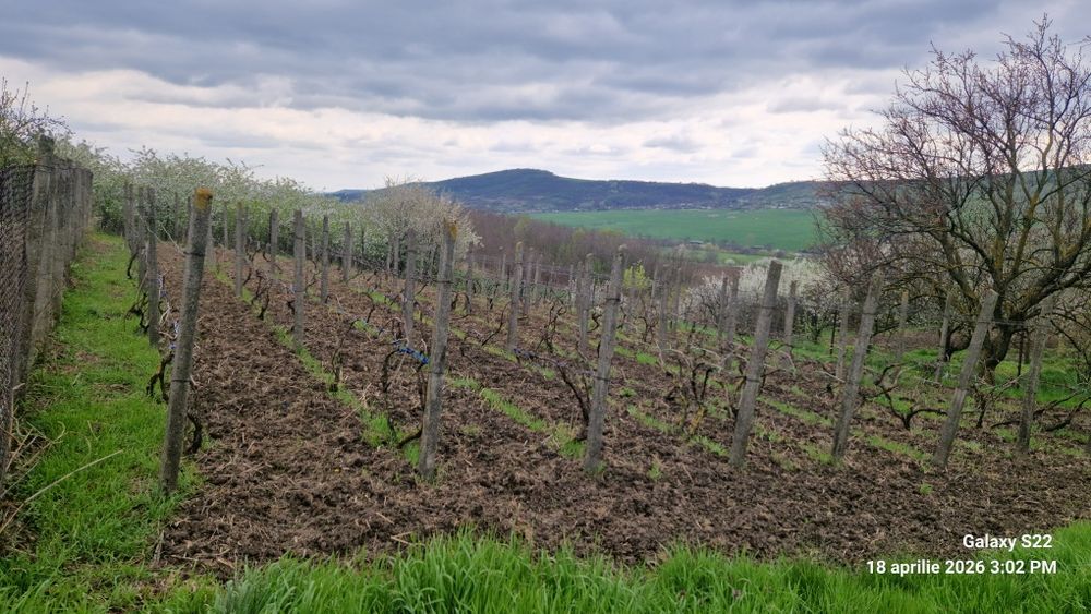 Teren Bohotin,  Raducaneni