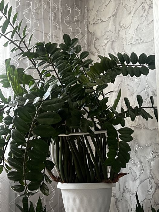 Замиокулькас 7 лет