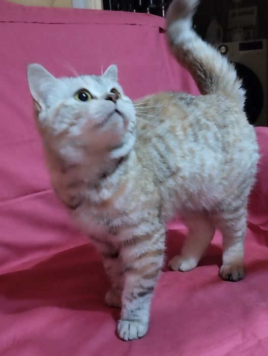 Продам  двух  кошечек, скотиш фолд  и  cтрайт .