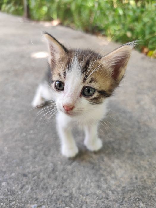 Котята бесплатно