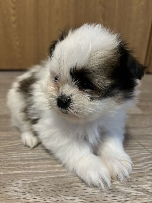 Шираниян - Ши Тцу- Померан