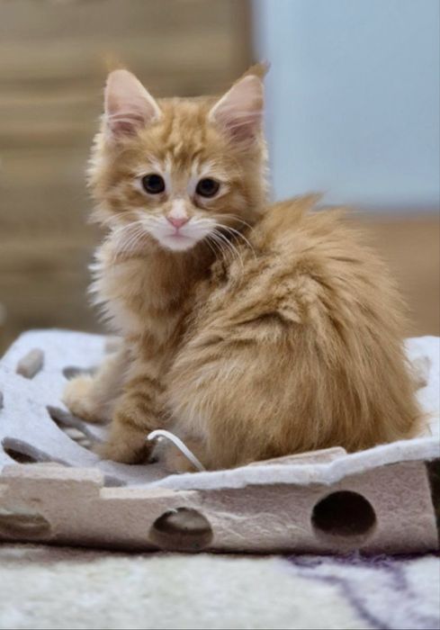 Maine coon mascul