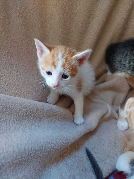 подарявам котета