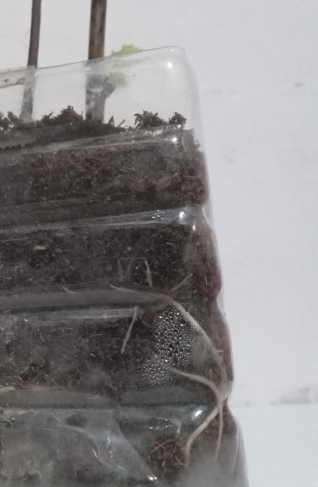 Жүзім көшеттері. Виноград рассада