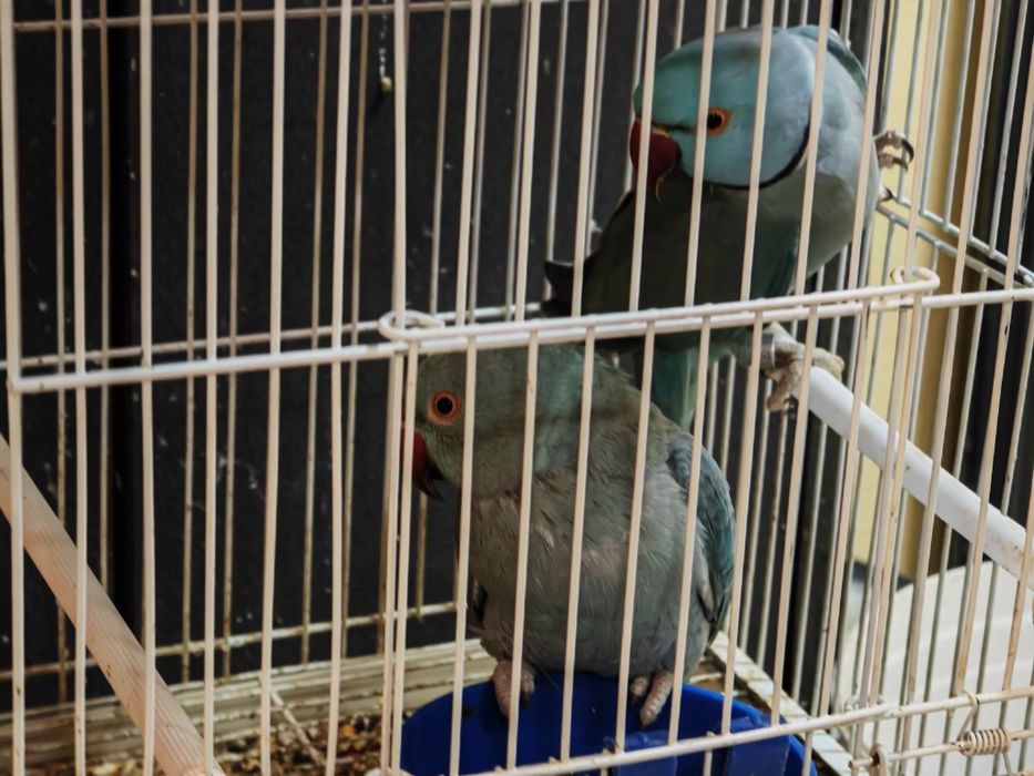 Papagali Micul Alexander