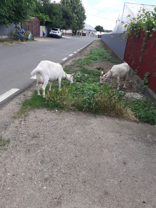 Capre sannen cu lapte fr bun 7-8L la zi