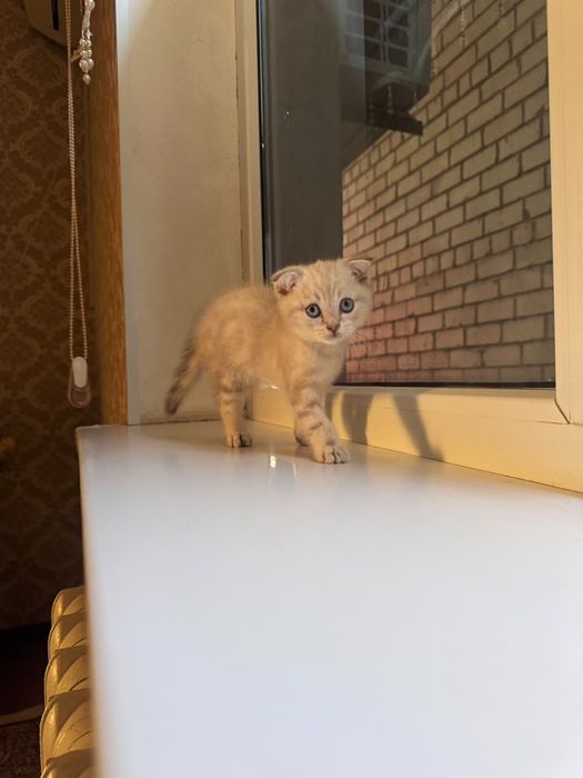 шотландская вислоухая кошка
