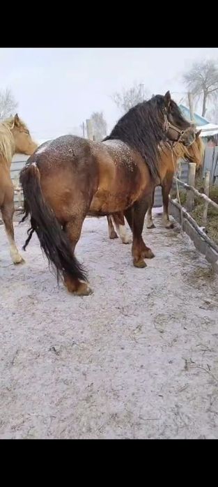 Продаются тяжеловозные кобылы 9 голов.