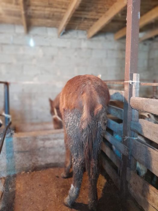 жабағы сатылады бордақы жылқы