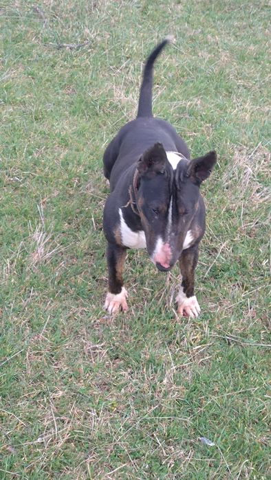 Продавам бултериер