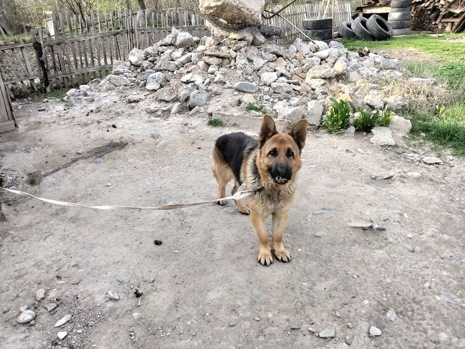 Овчарка немецкий родословный