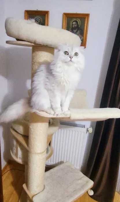 Scottish fold baiat cu pedigree wcf