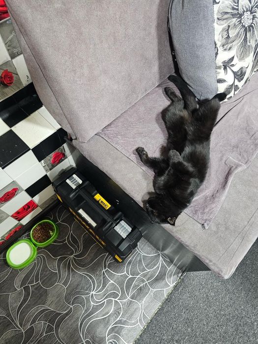 Кошка вислоушка бесплатно