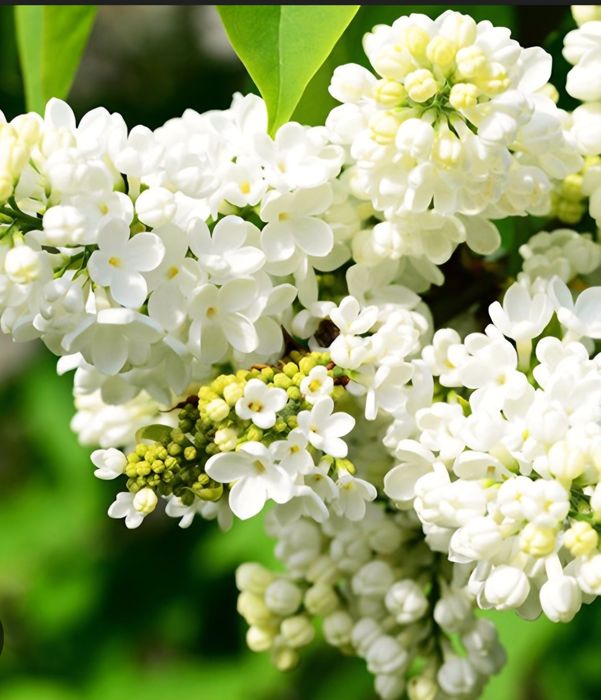 Продаю сортовую сирень