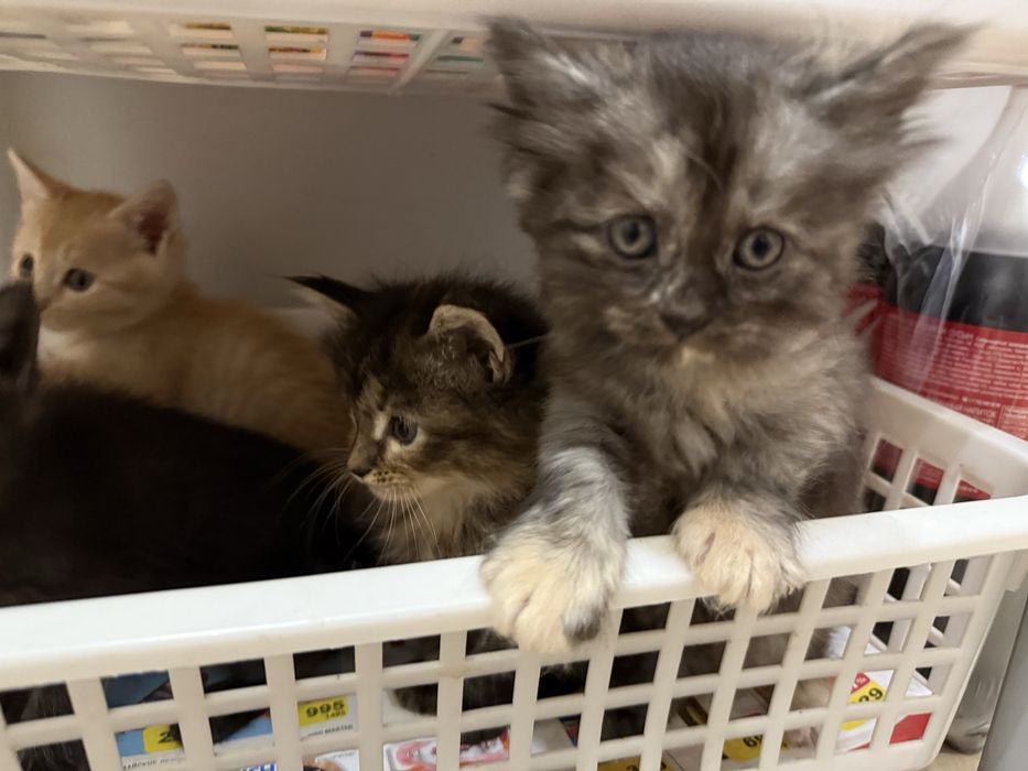 Отдам котят в добрые люди !