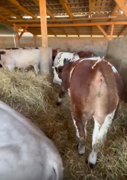 Tăurași de vânzare