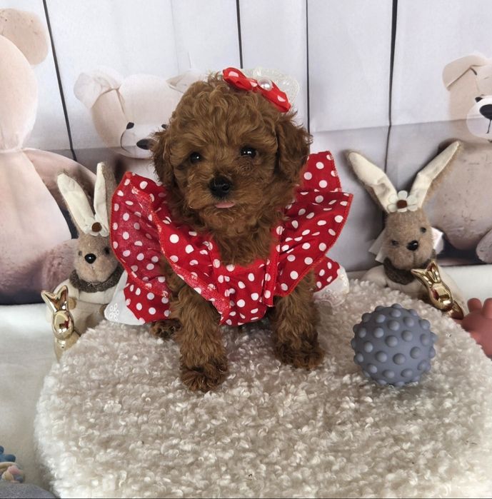 Пудел той /Poodle toy с родословие