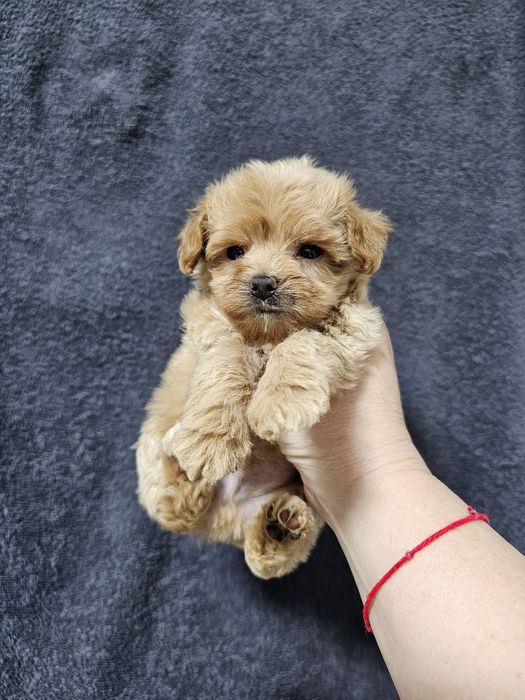 Супер щеночки мальтипу F1