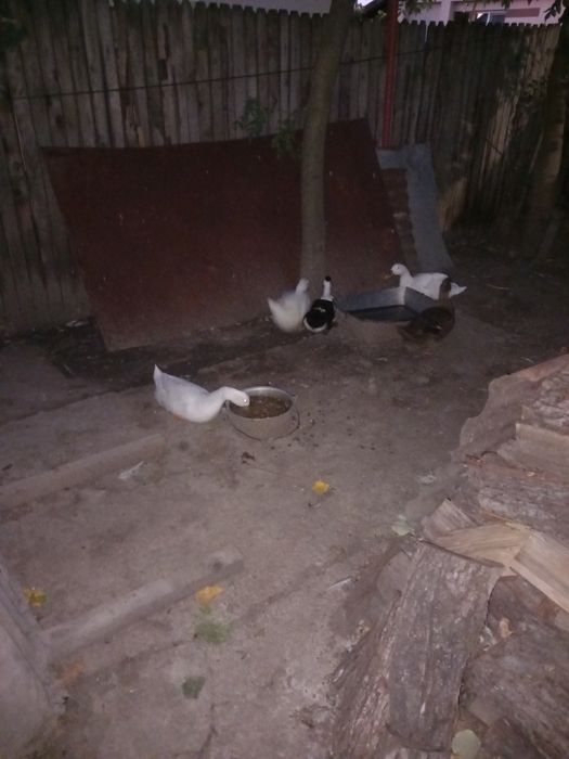 Vând rațe se dau toate.