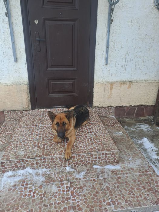 Немецкая овчарка