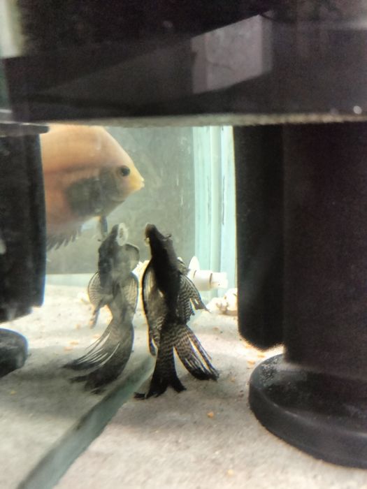 сомики антиструсы