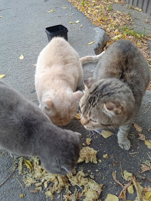 Помогите котятам
