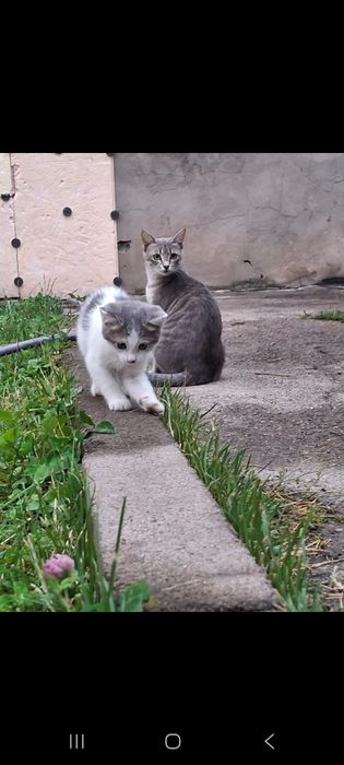 Котята отдам бесплатно